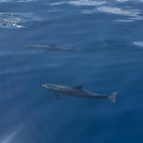 Two dolphins just below the surface