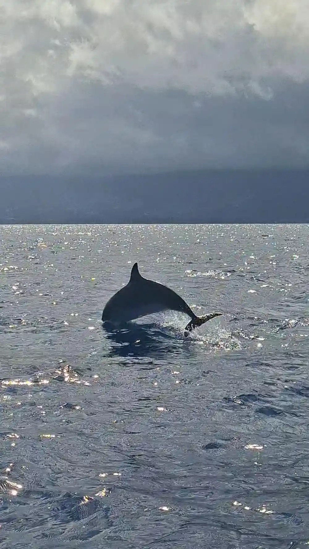 a dolphin breaking the surface in sparkling water