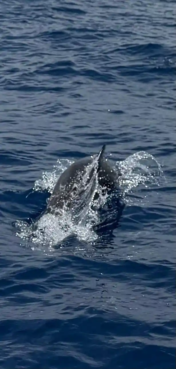 a dolphin bursting out of the water in a sheet of spray