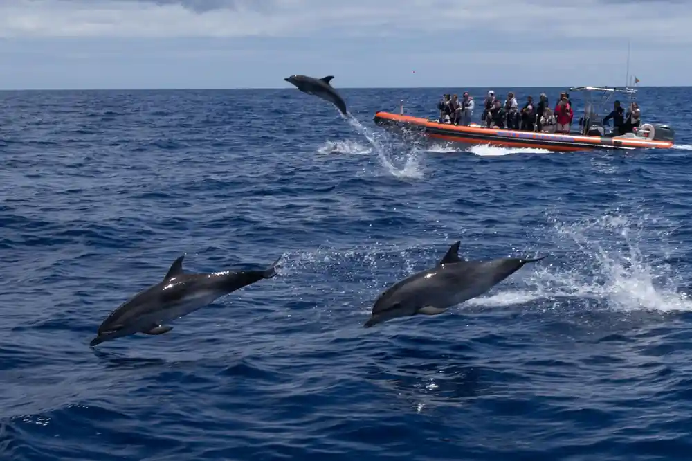 a dolphin leaping clear of the water beside the orange rib with more of the pod alongside