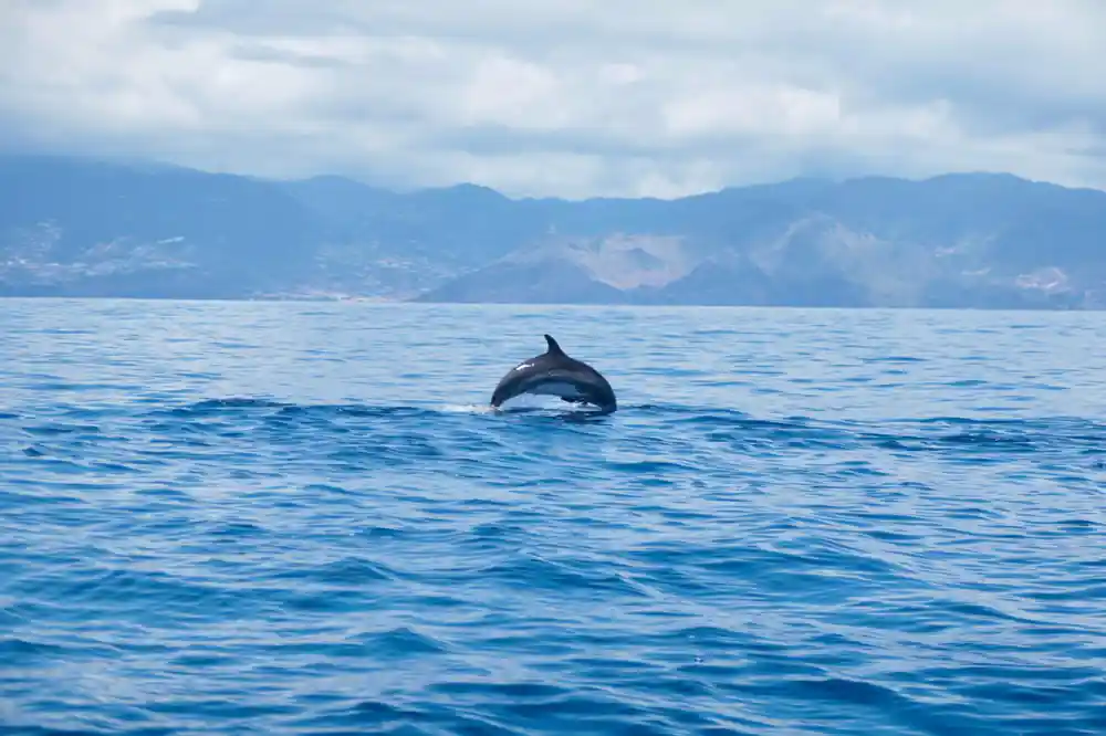 a dolphin leaping with the green mountains of Madeira behind