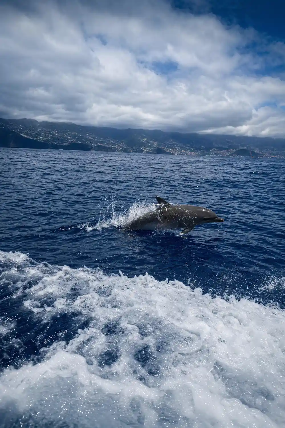 a dolphin riding the boat wake with the coast beyond