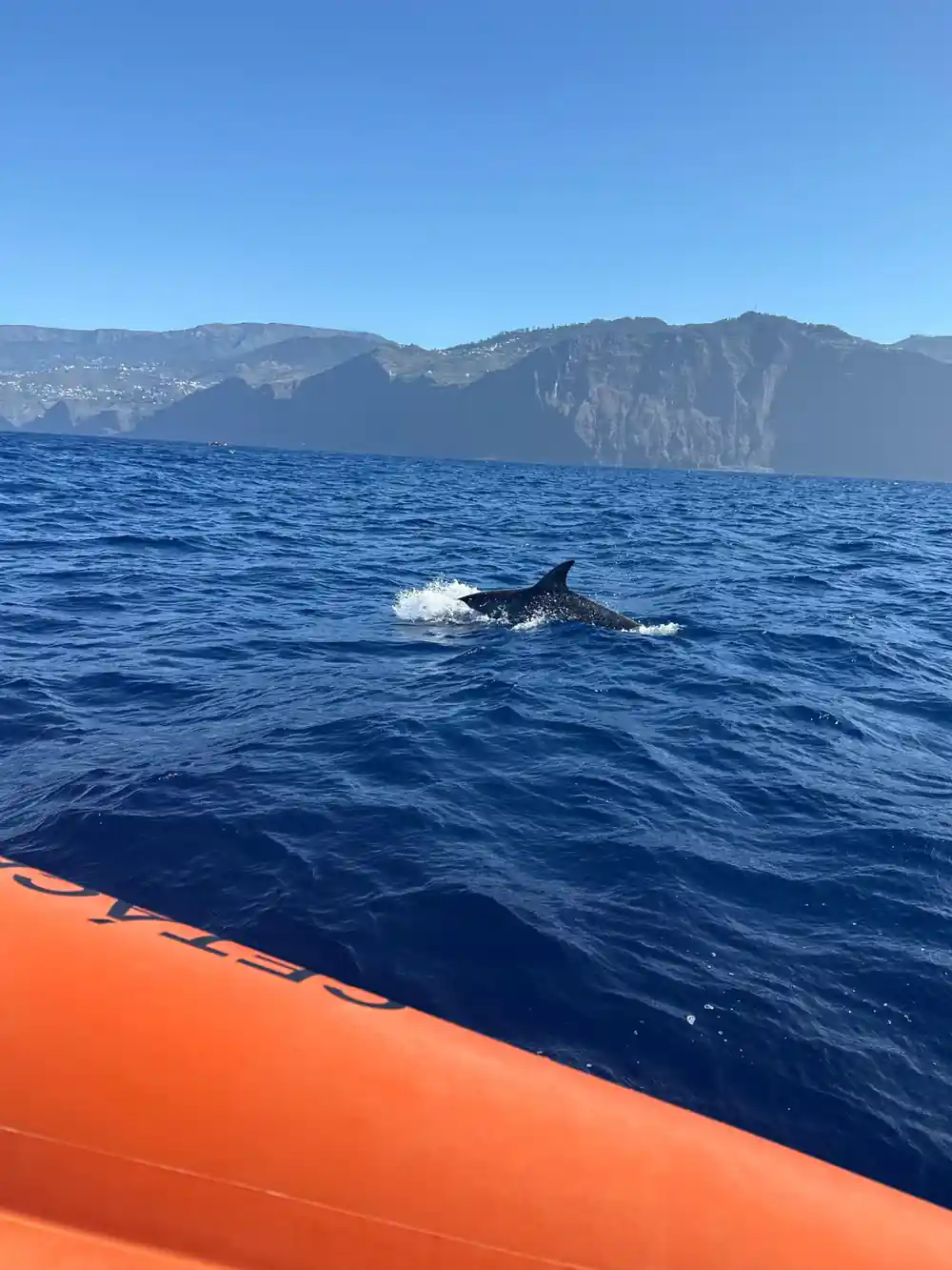 a dolphin surfacing beside the bright orange tube of the boat