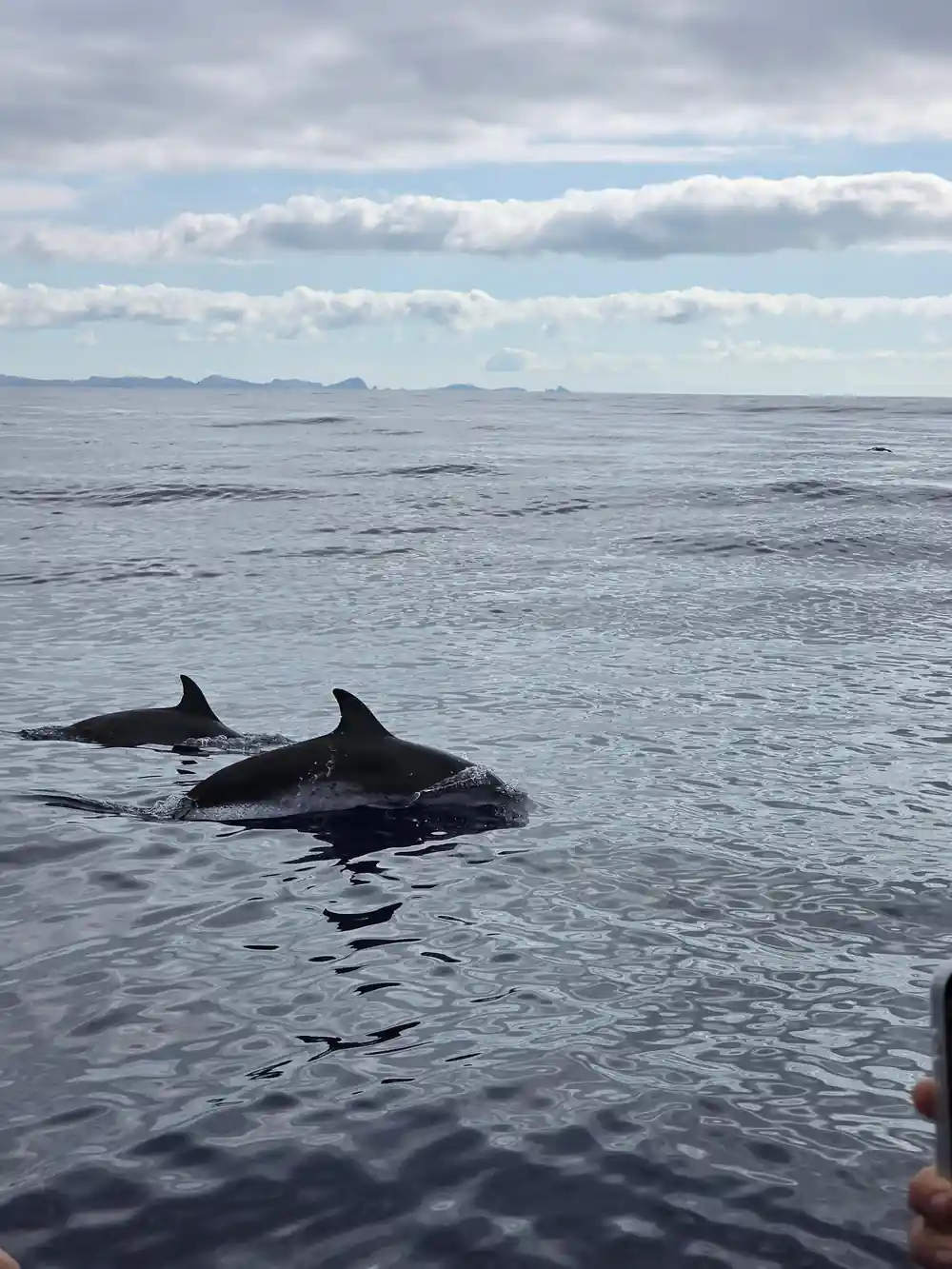 a dolphin surfacing in dark water with a distant island beyond