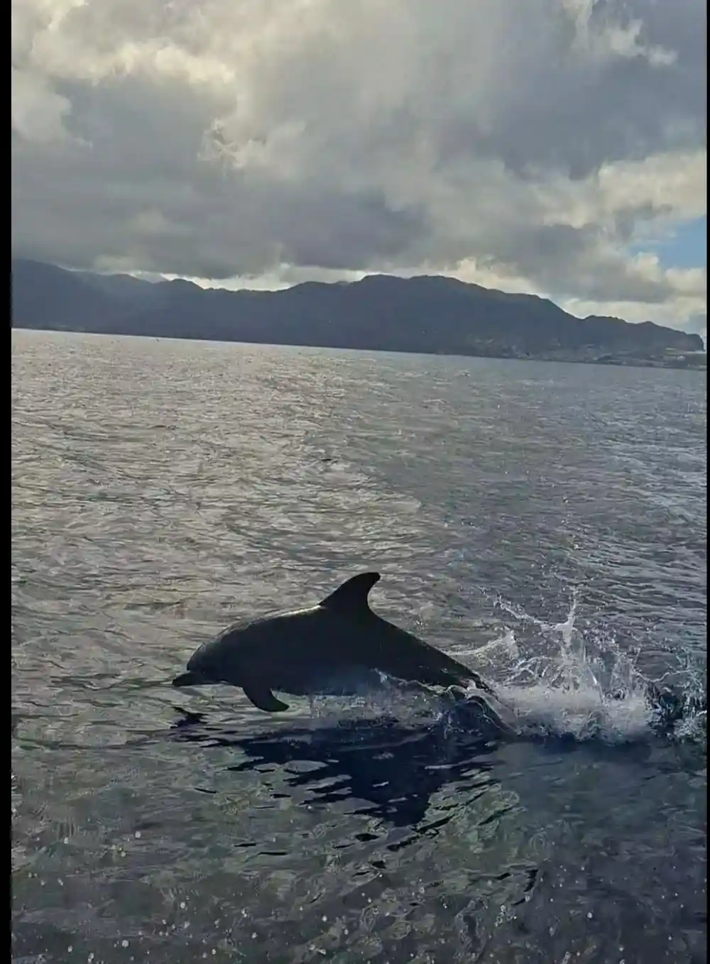 a dolphin surfacing hard with a mountainous coastline behind