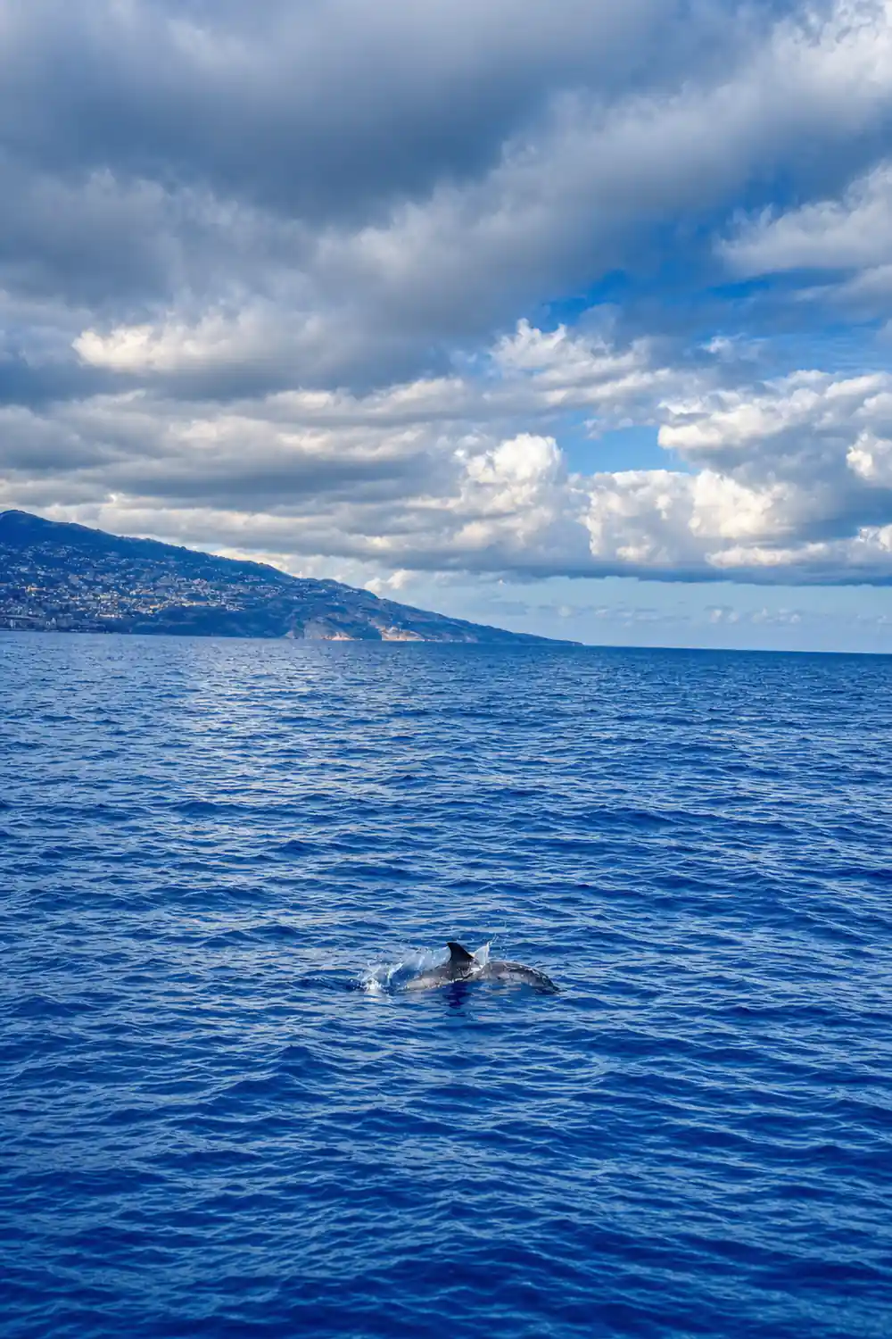 a dolphin swimming in deep blue water seen over the boat s side