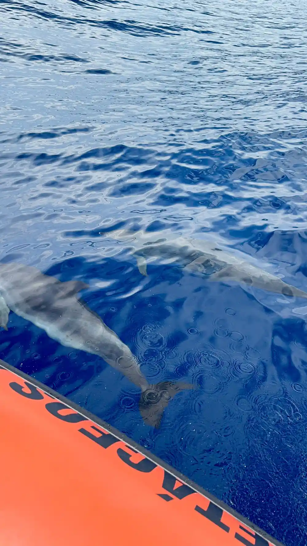 a dolphin swimming right against the orange hull seen from above