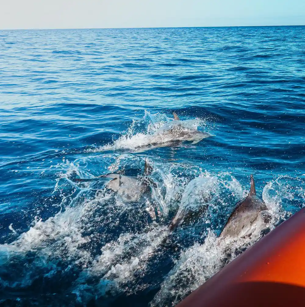 dolphins riding alongside the orange tube of the boat in bright turquoise water
