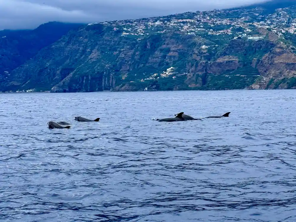 dolphins surfacing beneath the vast green cliffs of the south coast
