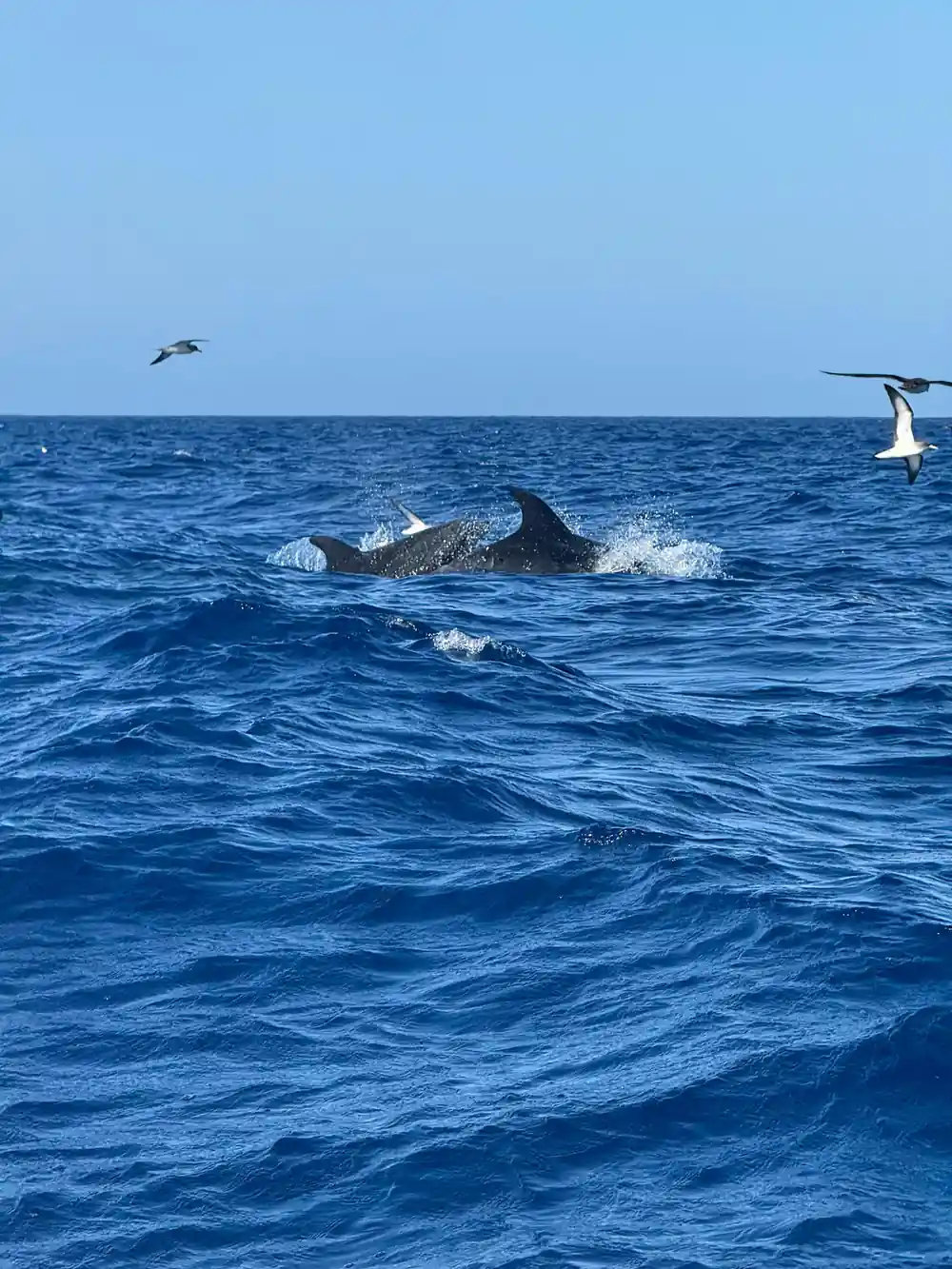 dolphins surfacing under two shearwaters working the same patch of water