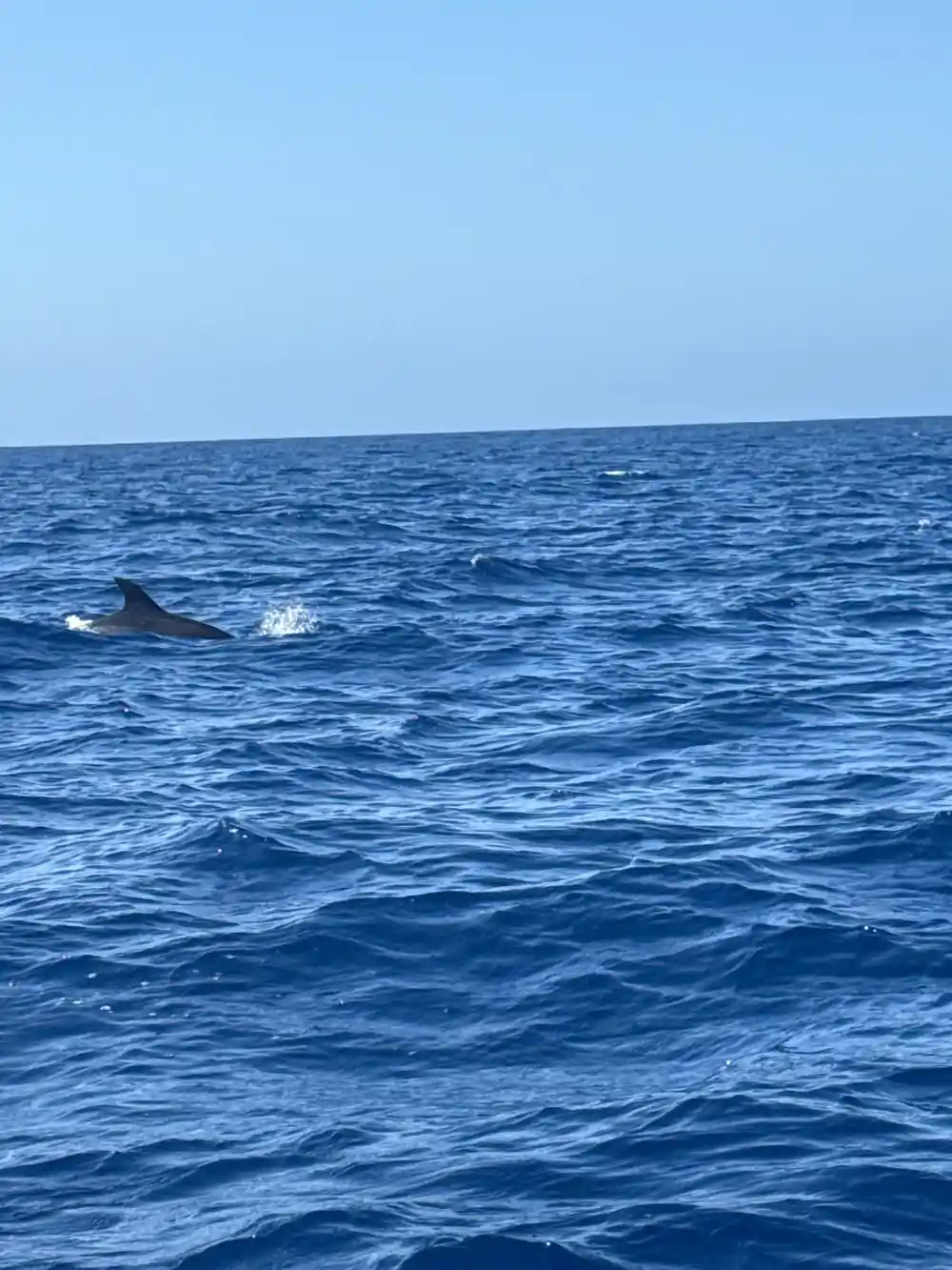 a dorsal fin cutting the surface of open dark blue water