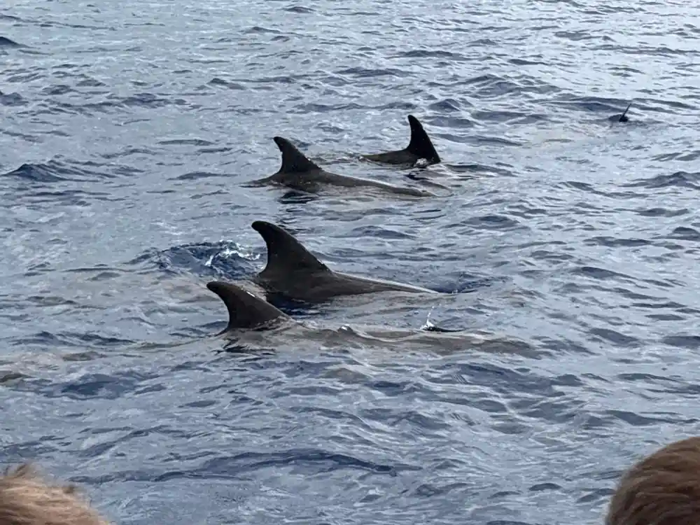 four pilot whale dorsal fins together at the surface