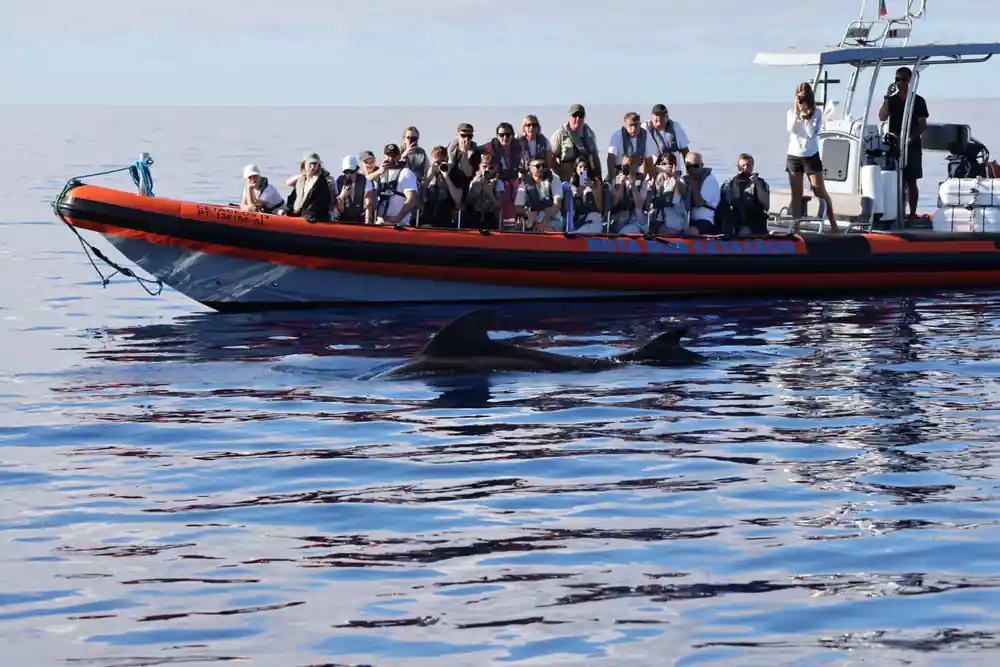 a full boat of guests photographing a large dolphin surfacing close alongside