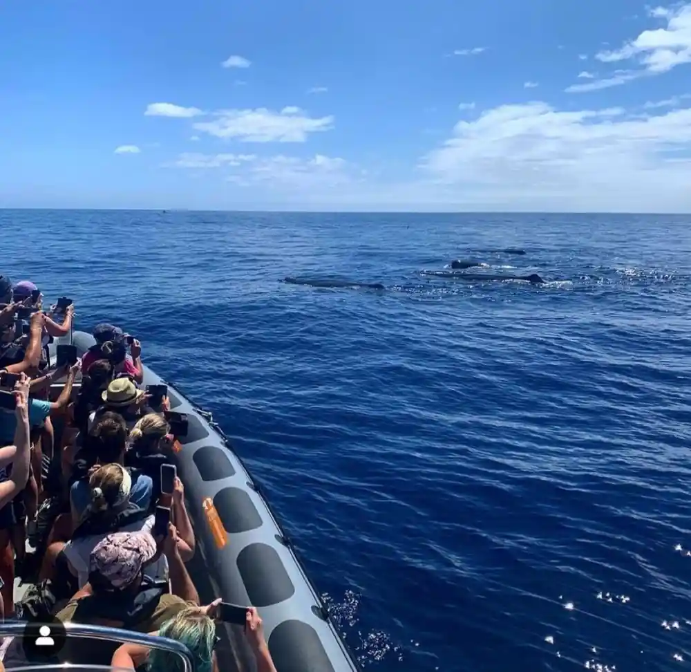 guests leaning over the tubes watching a distant line of surfacing dolphins