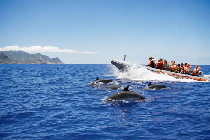 guests in orange life jackets on a fast semi-rigid boat with dolphins riding the bow wave