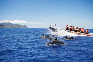 guests in orange life jackets on a fast semi-rigid boat with dolphins riding the bow wave