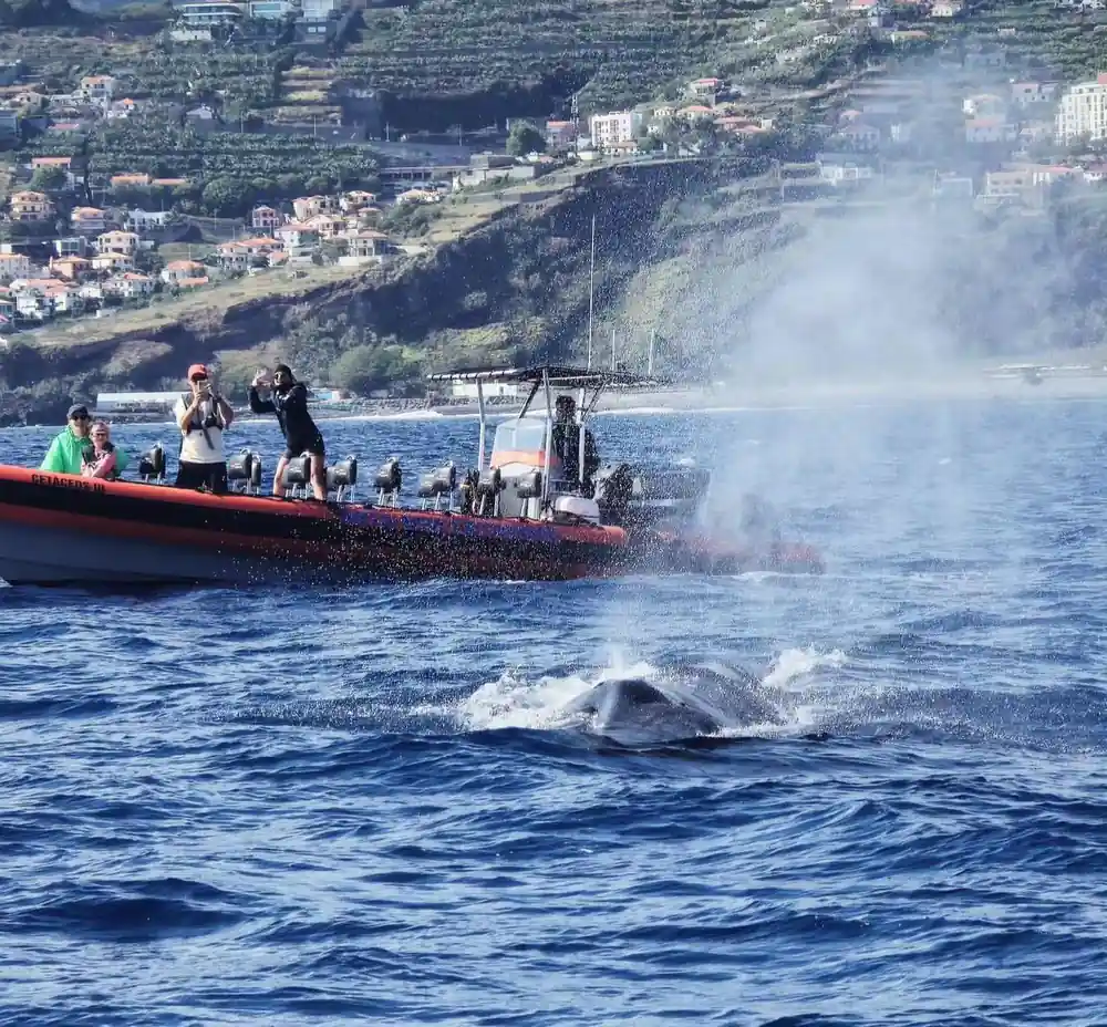 guests photographing a whale blow from the rib with terraced village slopes behind