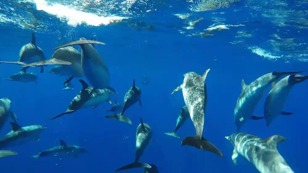 a large pod of spotted dolphins from directly above in clear blue water
