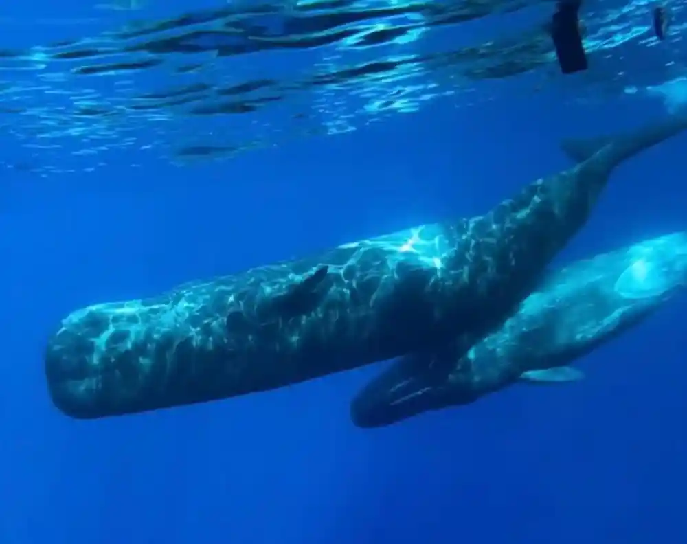 a large whale photographed underwater with light rippling across its flank