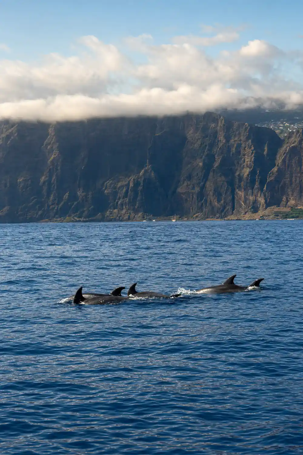 a line of pilot whales surfacing under the enormous cliff face