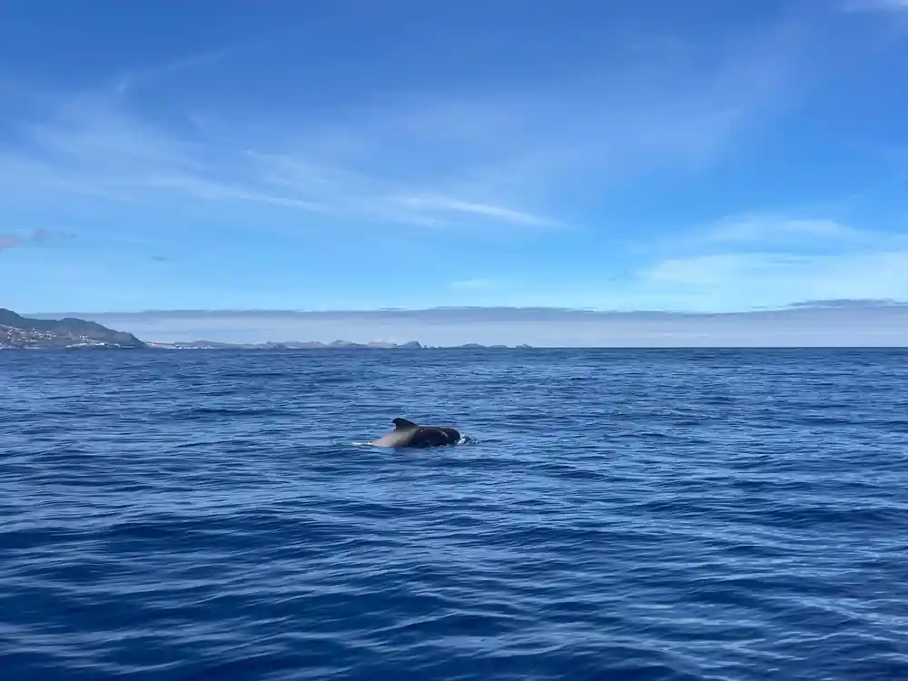 a lone dolphin surfacing with the long coastline stretching behind