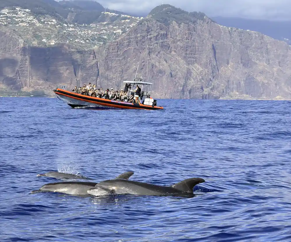 the orange rib full of guests below towering Madeiran cliffs with pilot whales surfacing