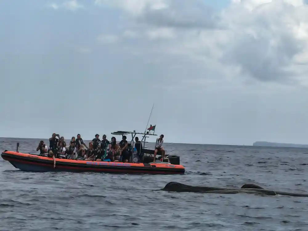 the orange rib full of guests with a whale surfacing right alongside