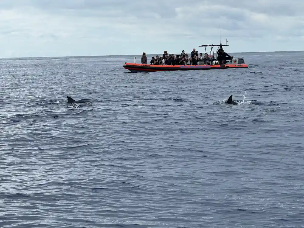 the orange rib holding position while dolphins surface around it