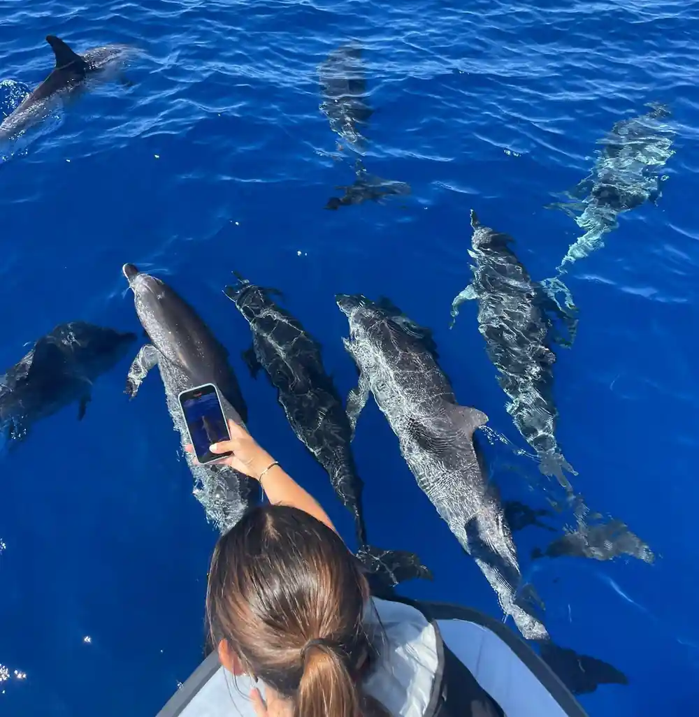a passenger filming a pod of spotted dolphins swimming right beside the hull