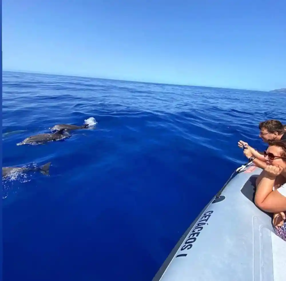 a passenger reaching out over the bow towards a whale surfacing ahead