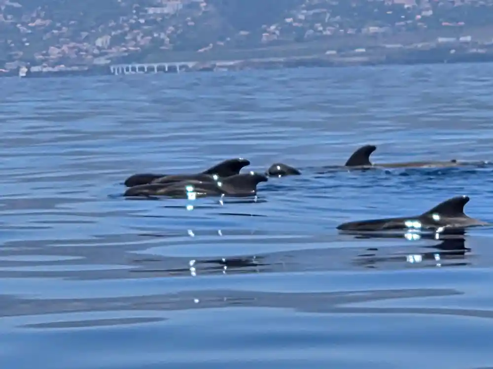 pilot whales resting at the surface in glassy water off the Funchal coast