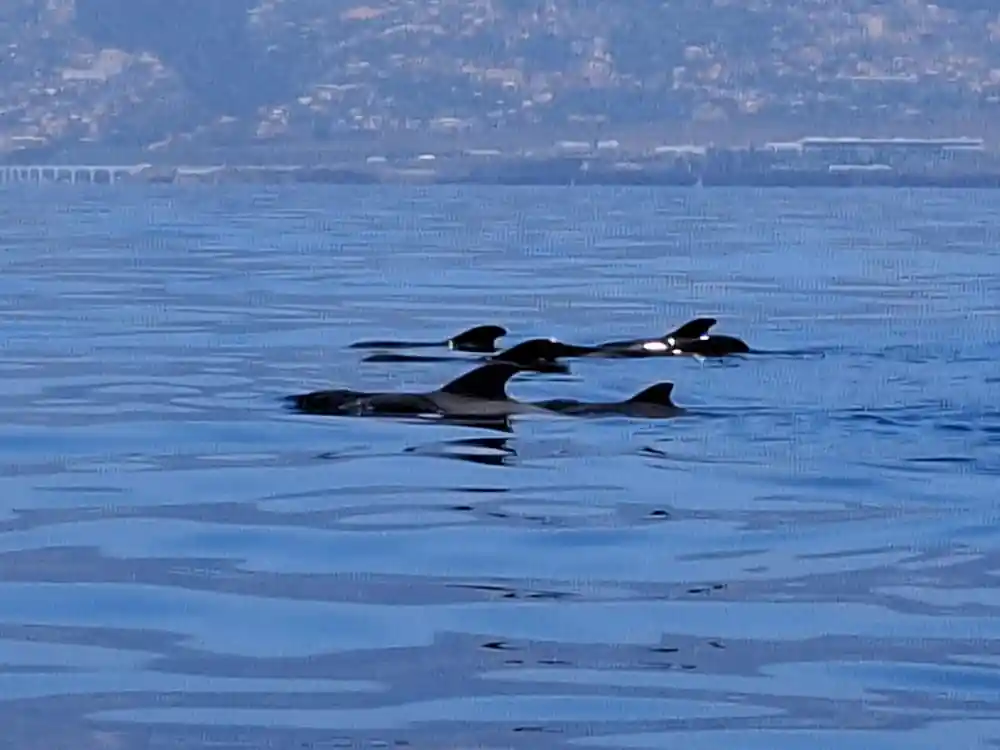 pilot whales resting together in dark calm water off the city