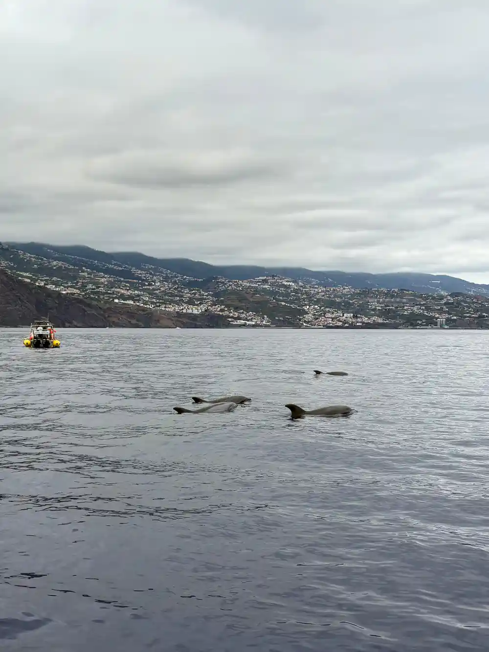 pilot whales surfacing in calm grey water with the whole Funchal coastline behind