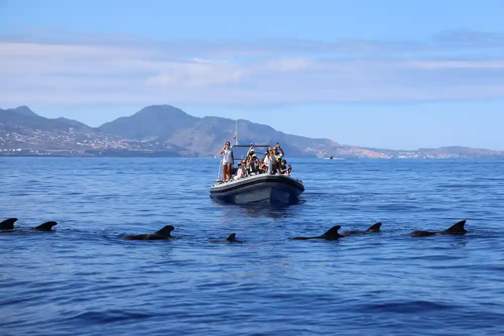 a rib of guests with a green volcanic headland behind and dolphin fins breaking ahead