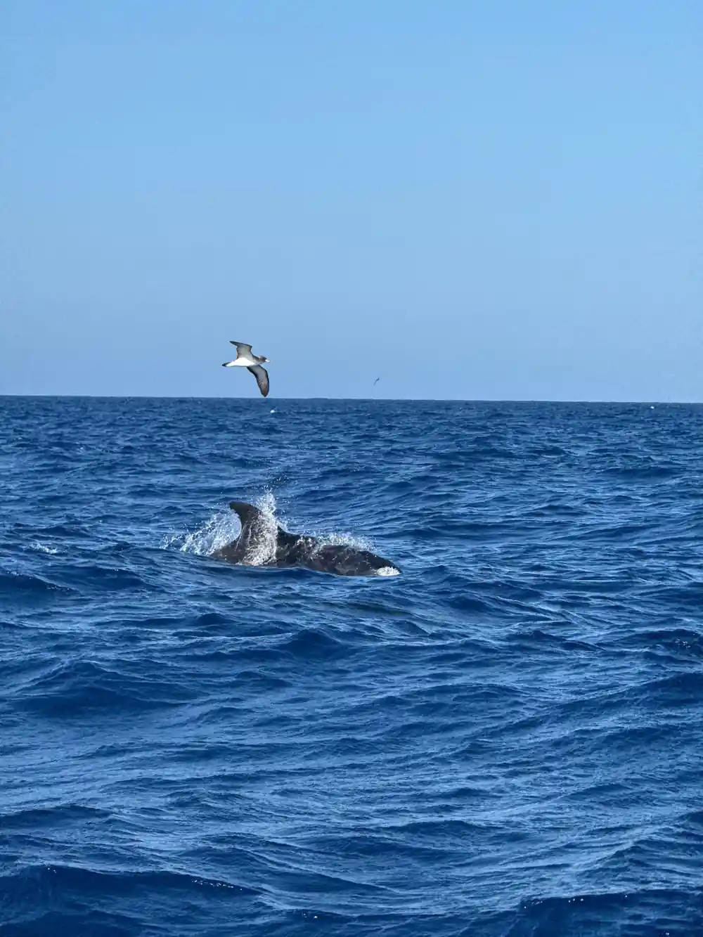a seabird gliding low over a surfacing dolphin
