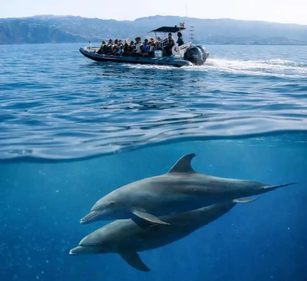 a single dolphin swimming just below the surface at the split waterline
