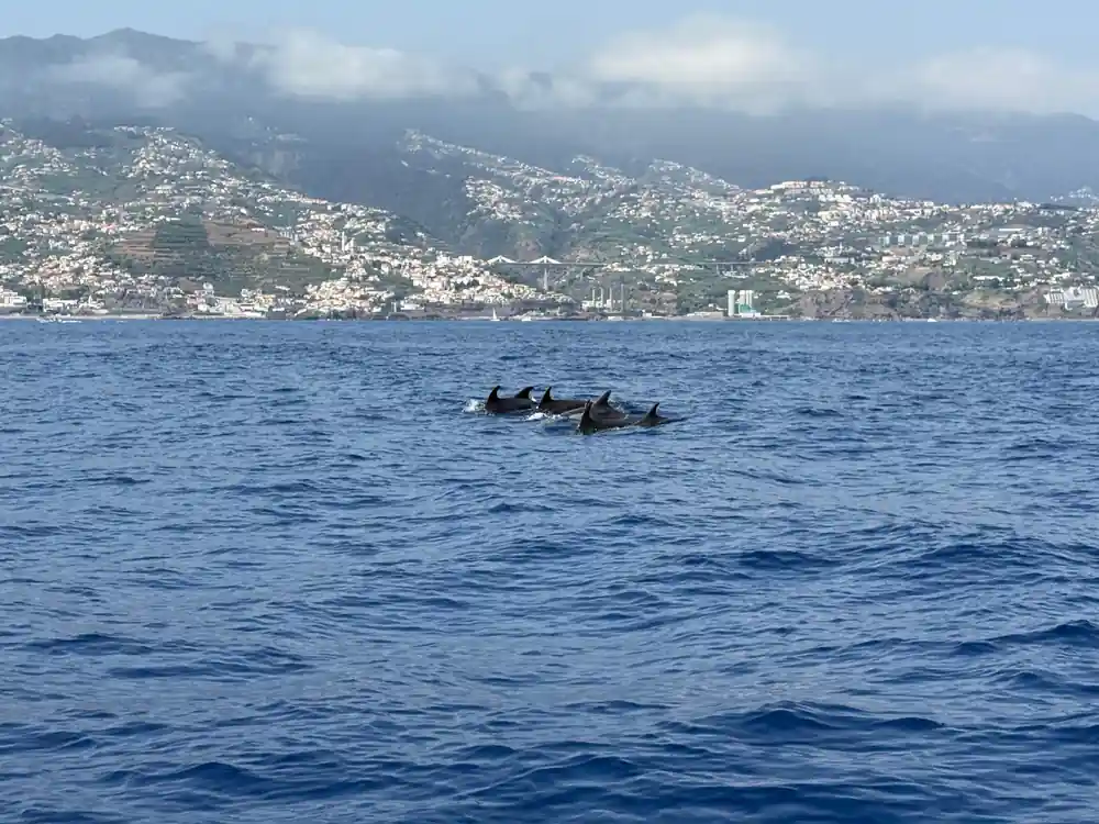 a small pod moving across calm water with Funchal stacked up the hillside behind