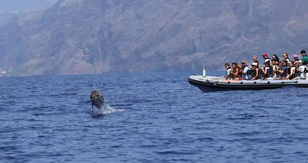 a small rib holding position while a dolphin surfaces below high brown cliffs