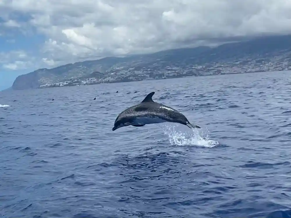a spotted dolphin leaping clear with Funchal on the coast behind