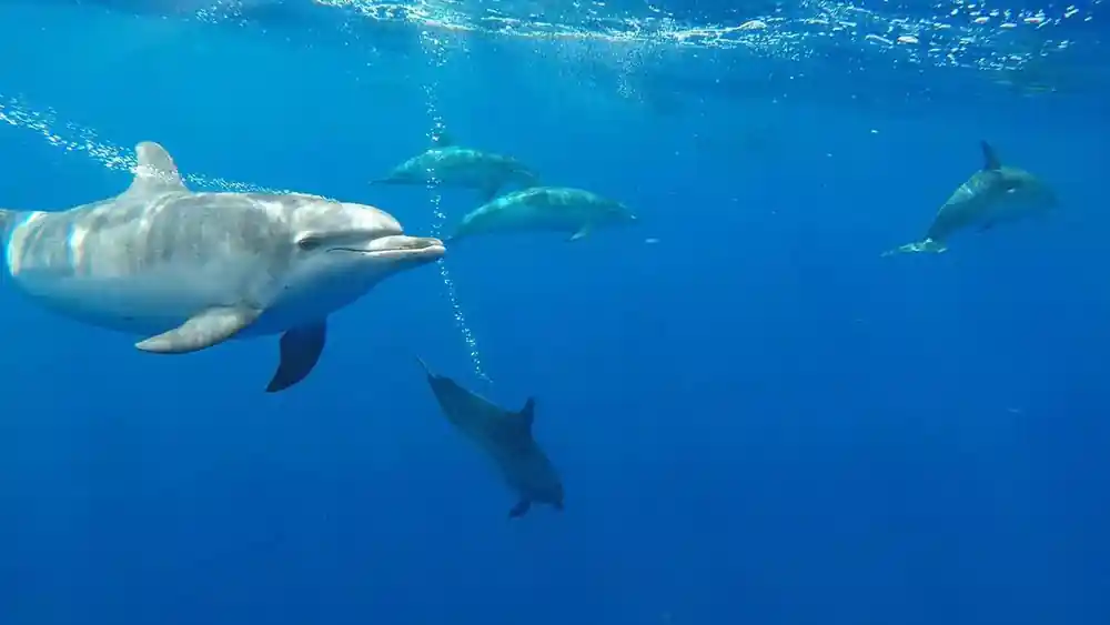spotted dolphins photographed from beneath the surface in clear blue water