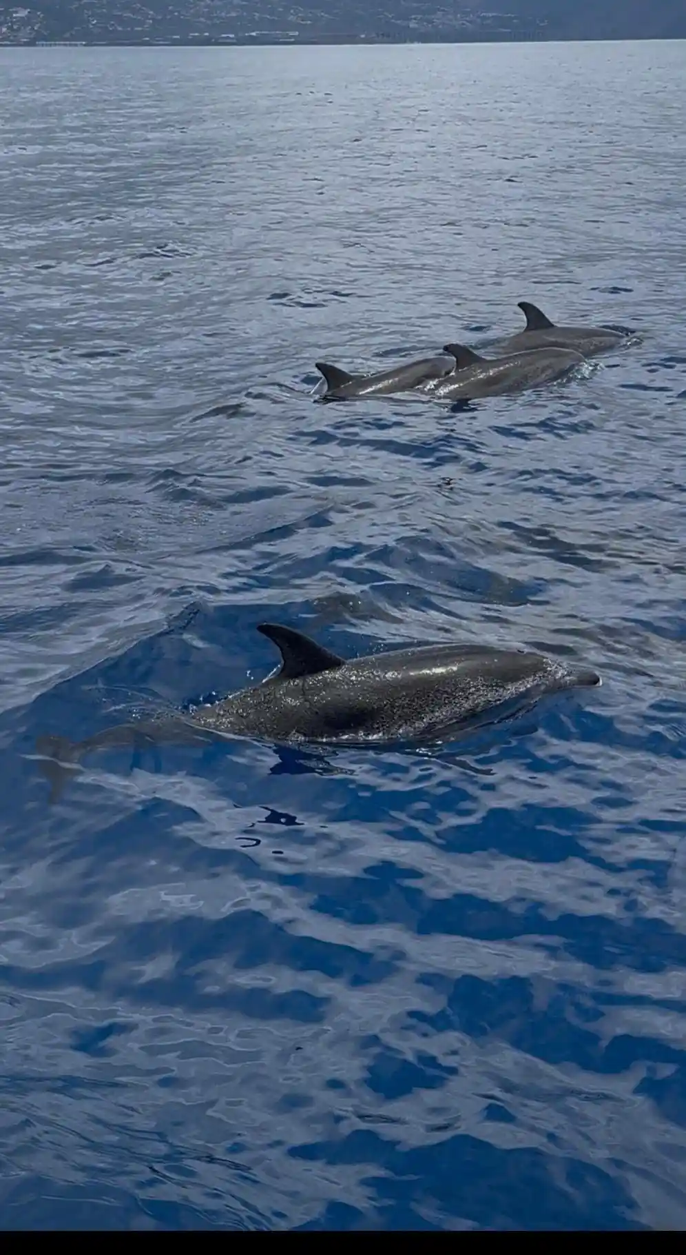 spotted dolphins surfacing side by side in clear water