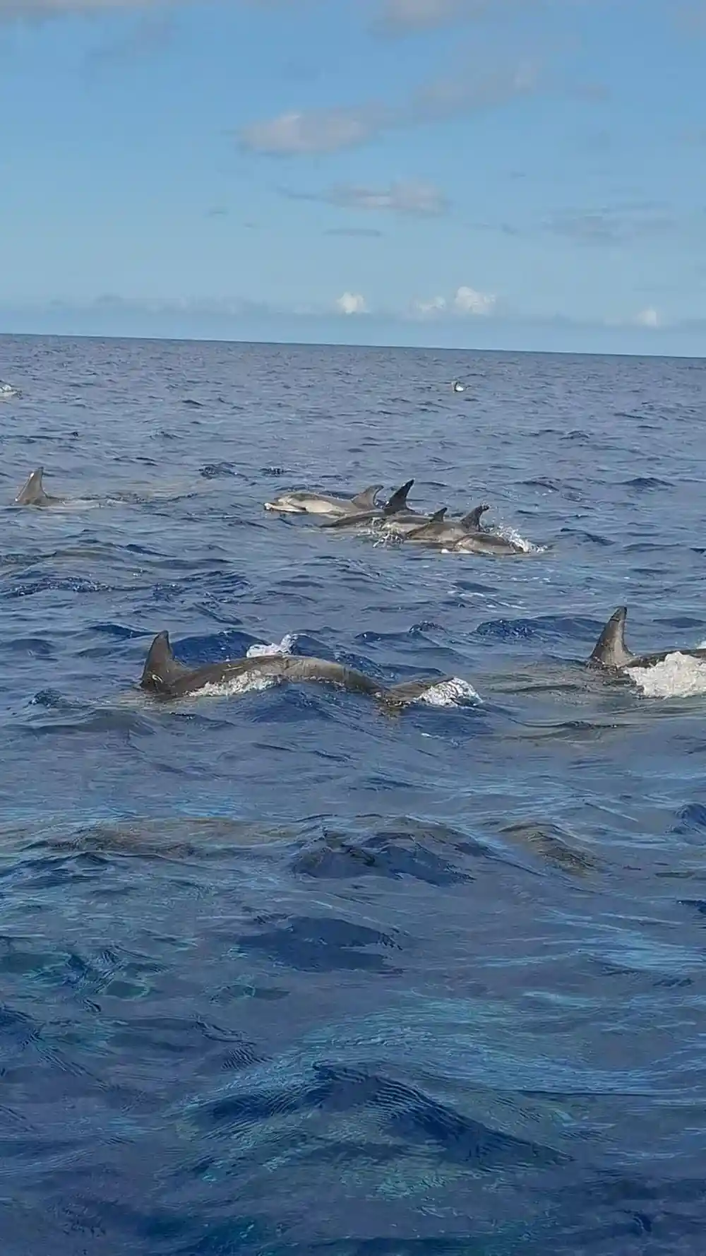 a tight group of dolphins surfacing together at speed