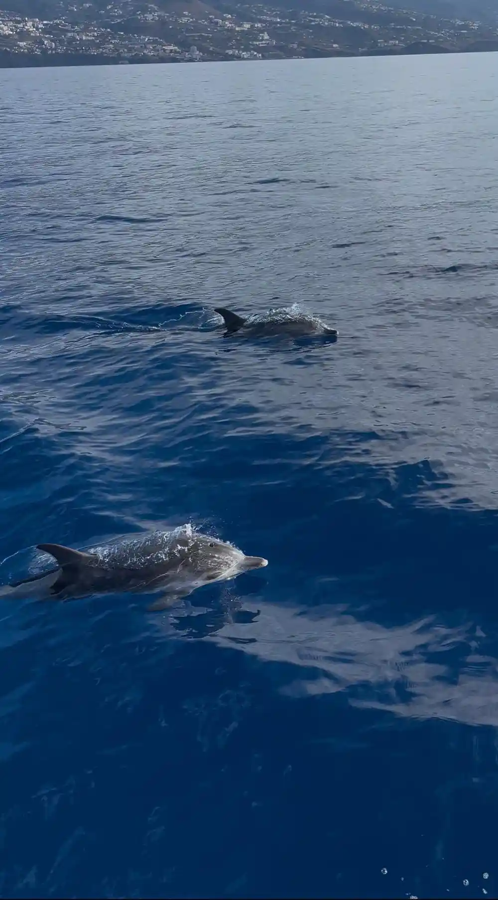 two dolphins swimming close together just below the surface