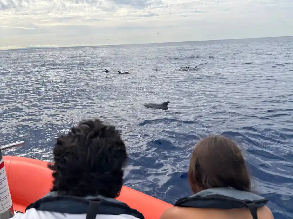 two guests watching a distant pod from the orange tubes of the boat