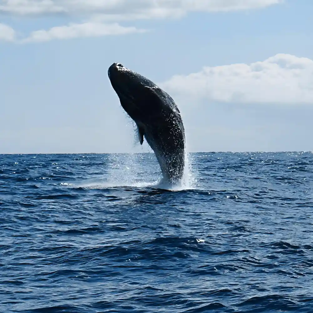 a whale breaching almost fully clear of the water against a bank of cloud