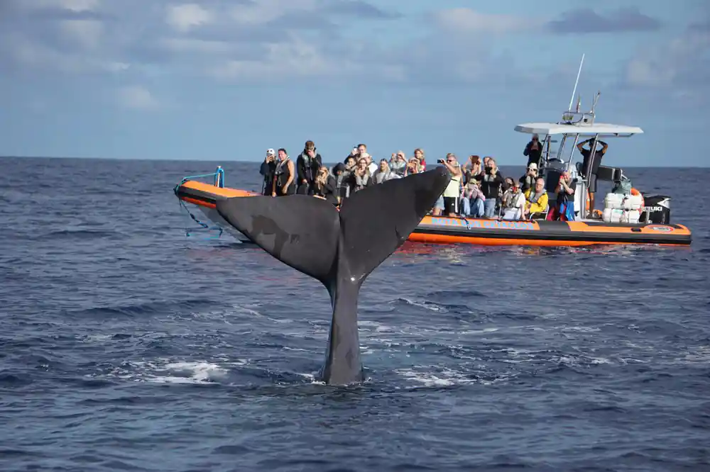 a whale fluke raised clear of the water directly in front of a boat load of watching guests