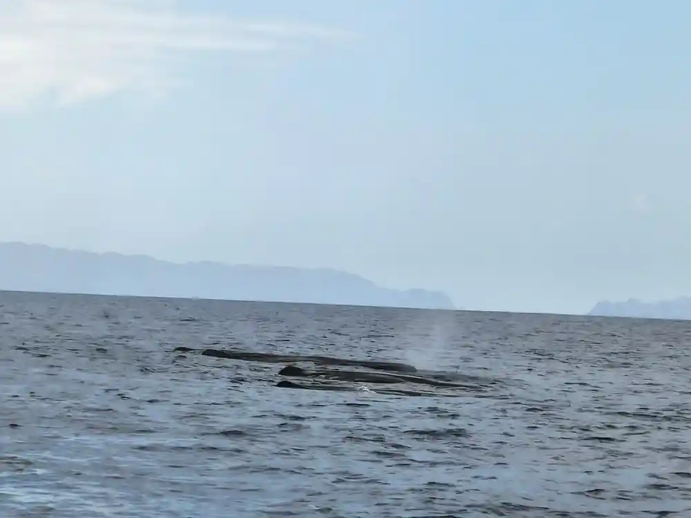 a whale lying at the surface with its blow drifting away
